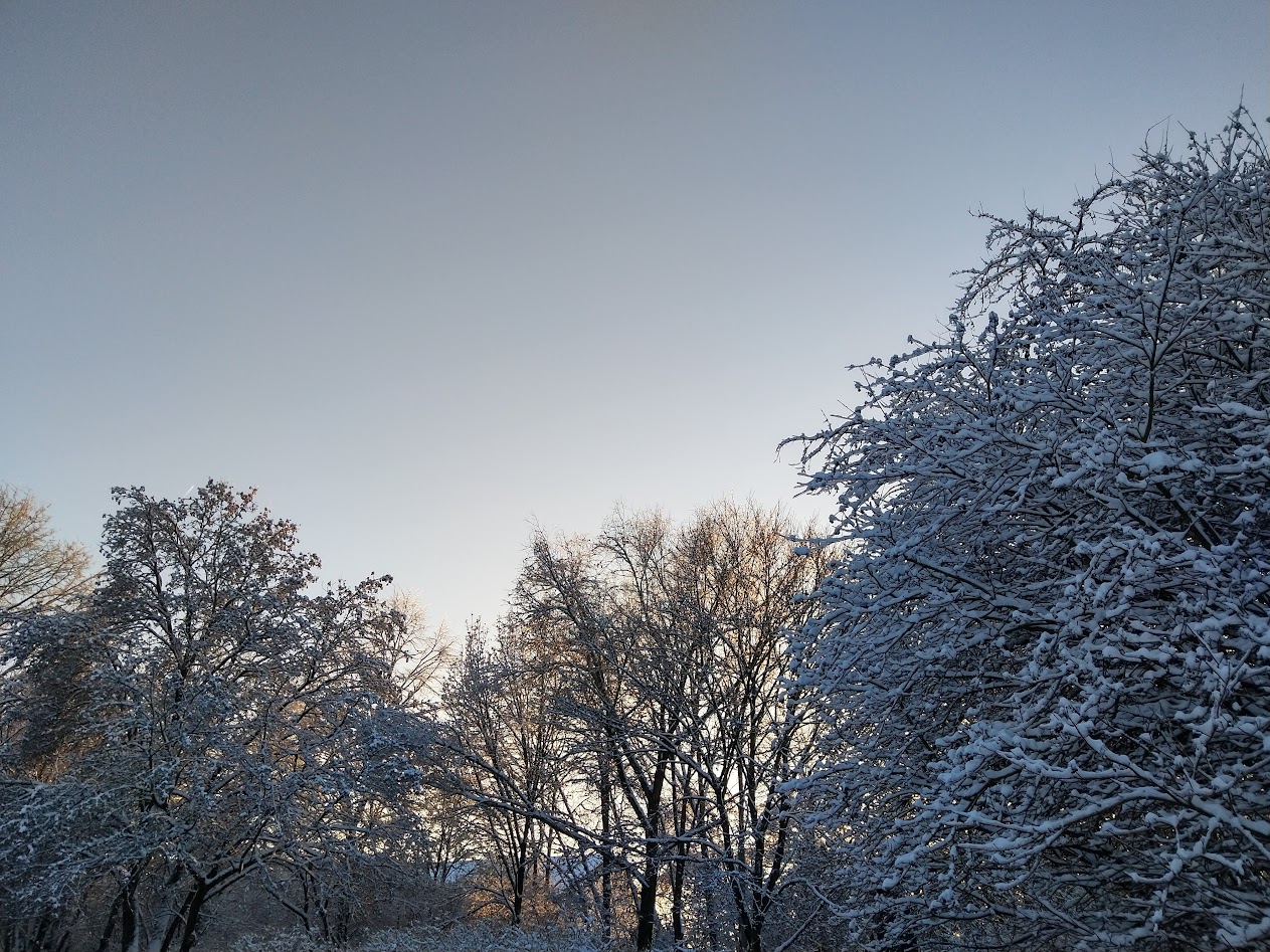 Trees with a lot of snow, sun about to set.