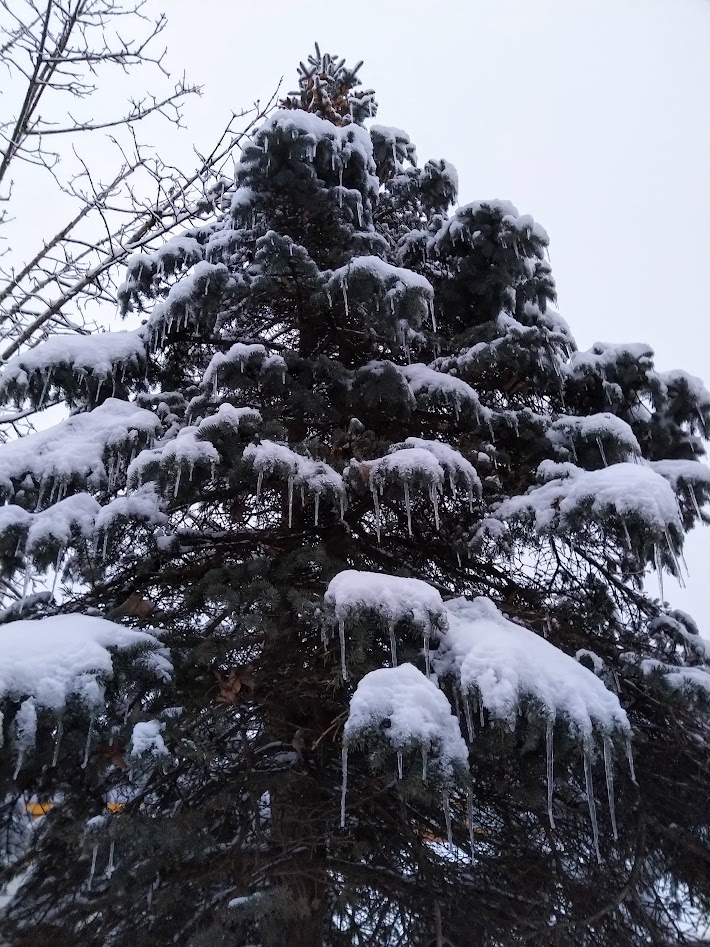 Longer cold period made a natural decoration for Christmas.