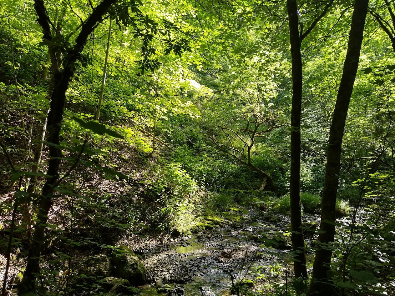 Trip in another region of Germany in the woods.